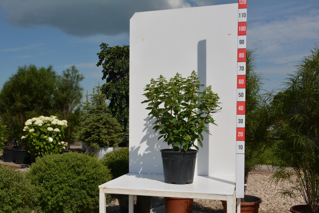 Hydrangea paniculata `Pastelgreen` ®_C15_2020.07.03 (5).JPG